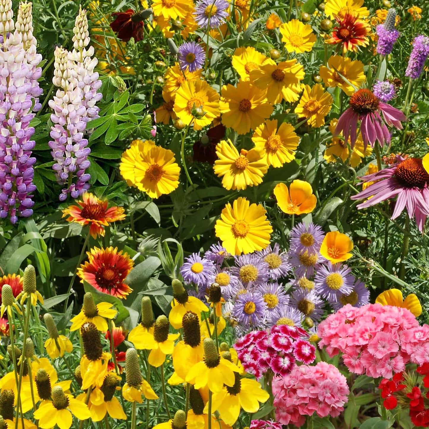 Ferry-Morse Perennial Mix Bulk Wildflower Seeds, 1lb