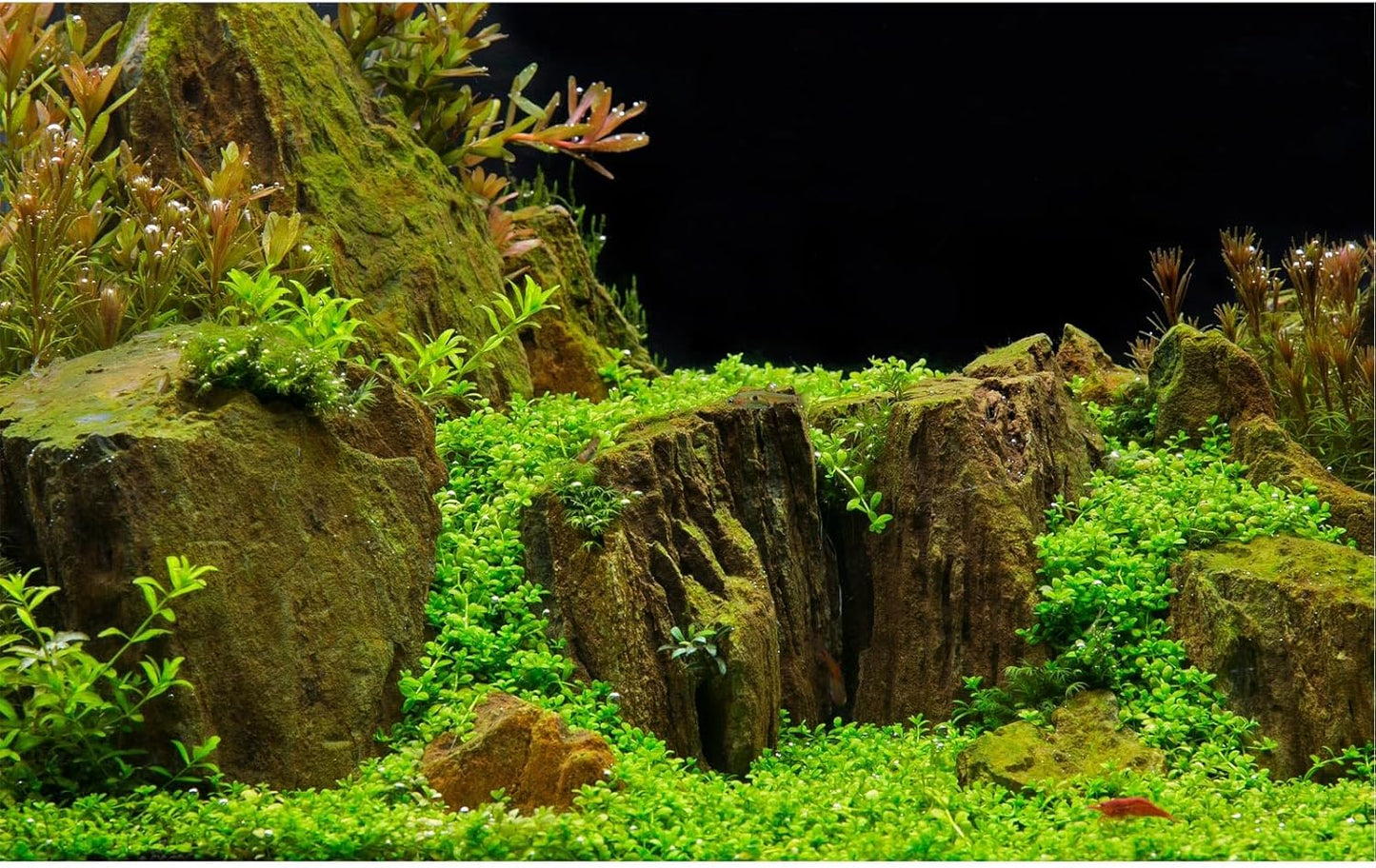 Aquarium Background Exquisite Underwater Grass with Moss Aquarium Backdrop Mysterious Stone Aquarium Background Durable Vivid and Fresh Leaves Background Tank Backdrop Decor Vinyl 24x16in