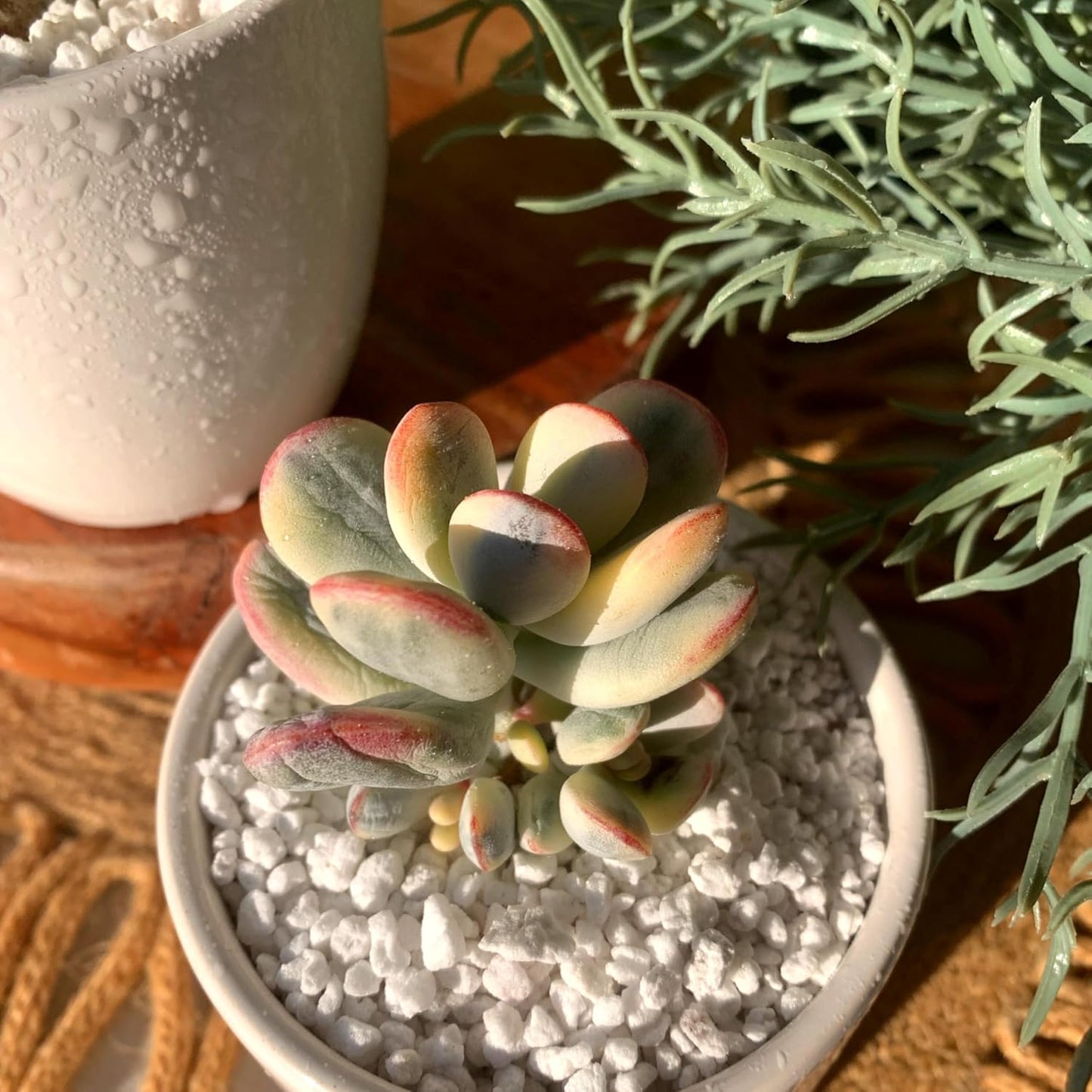 FWPP Live Succulents Plants Cotyledon Orbiculata cv. Variegated 2.5 inches,Rare Succulents Bare Root Without Pot Soil, Live Plants Indoor Office Decoration Wedding and Gift