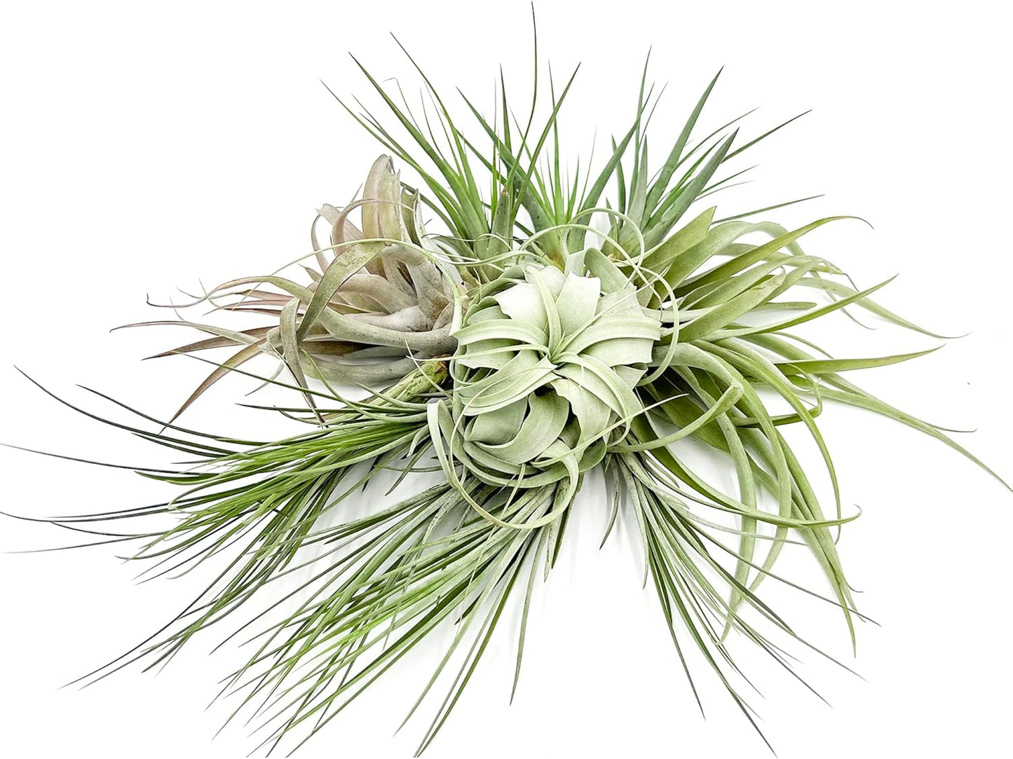 Holiday Hosting Gift Box Jumbo - 12ct - Tillandsia Air Plant Set - Live Arrival Guaranteed - House Plants for Home Decor & Gift