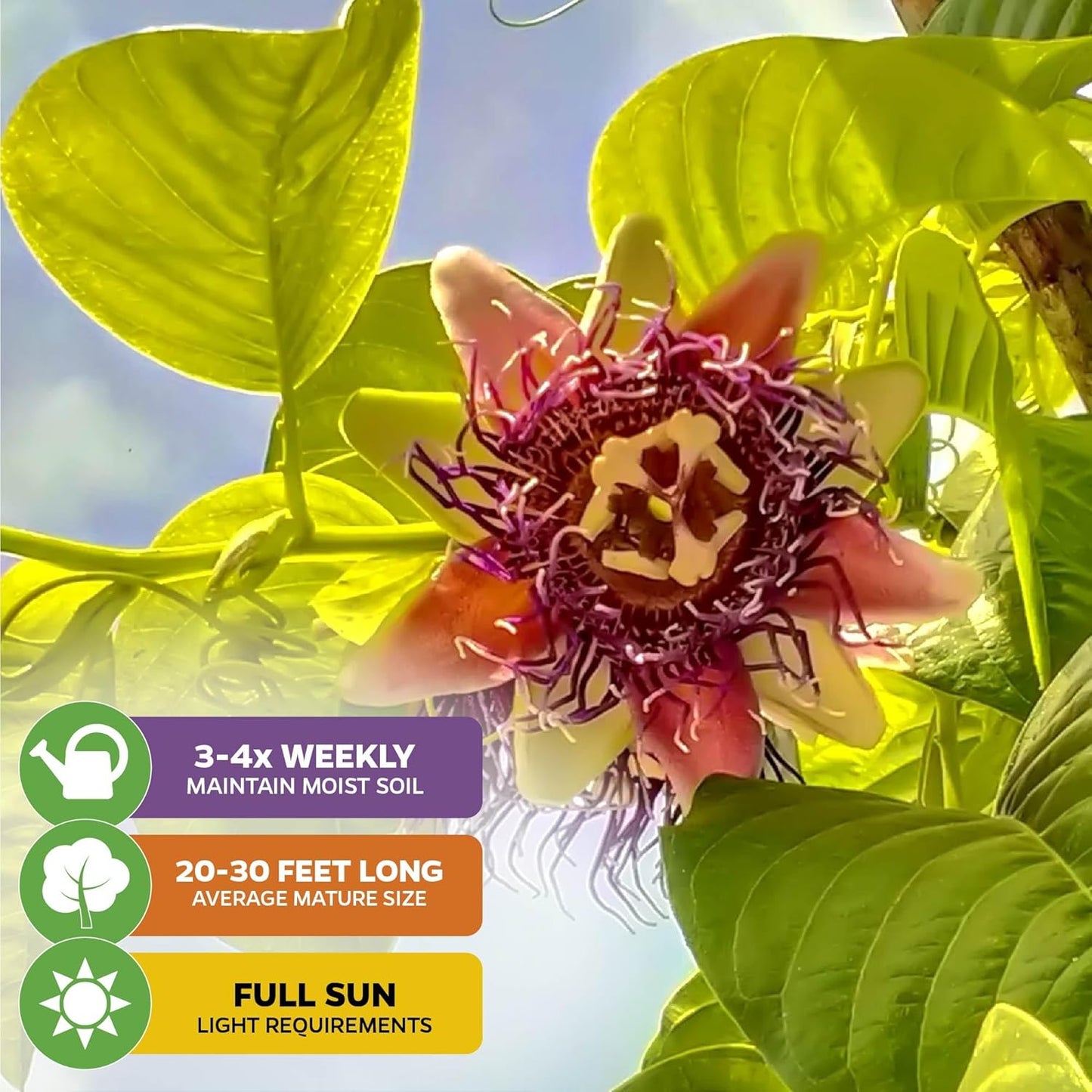 Granadilla Passion Fruit Vine Live Plant (Giant Granadilla) – Passiflora quadrangularis by Wellspring Gardens – Huge Edible Fruit – Fast-Growing & Ornamental – Great for Trellises & Fences (2-Pack)
