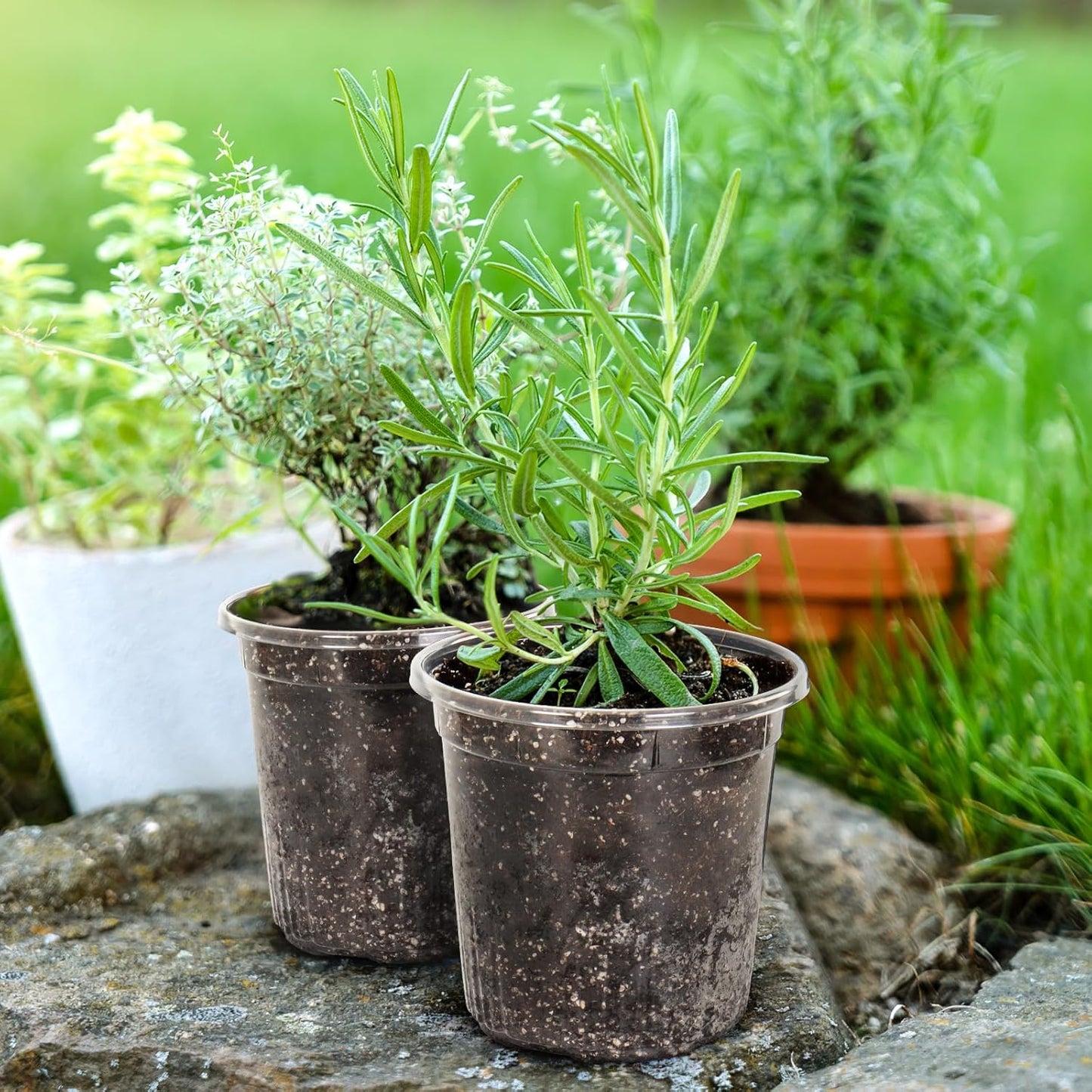 1 Gallon Reinforced Clear Nursery Pots with Drainage Hole, 30 Packs, 6.7 Inch Transparent Pots for Seedlings, Indoor/Outdoor Plants, Veggies, Flowers, and Professional Nursery Use