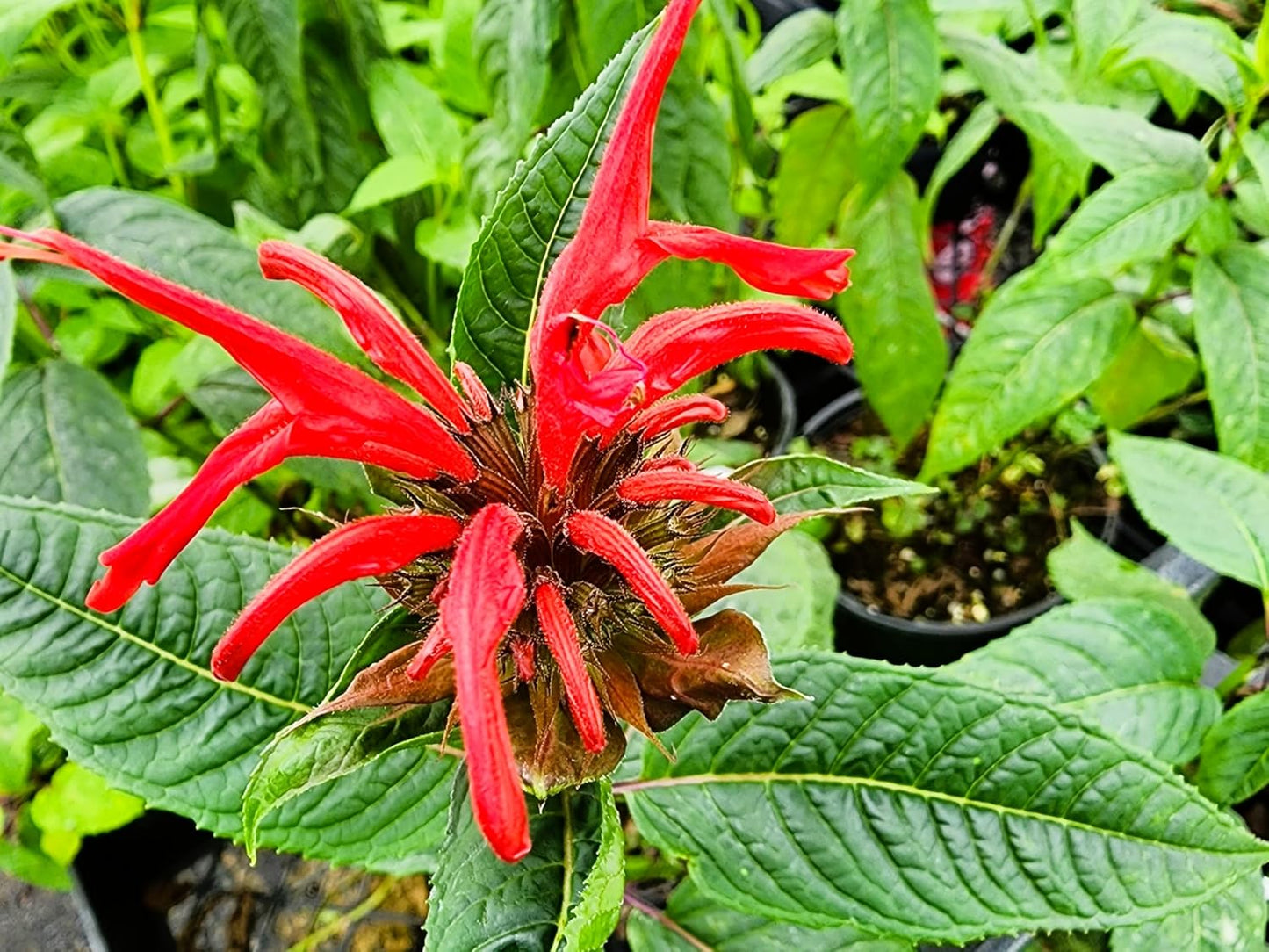 Greenwood Nursery: Live Perennial Plants - Bee Balm Jacob Cline + Monarda Didyma - [Qty: 3X Pint Pots] - (Click for Other Available Plants/Quantities)