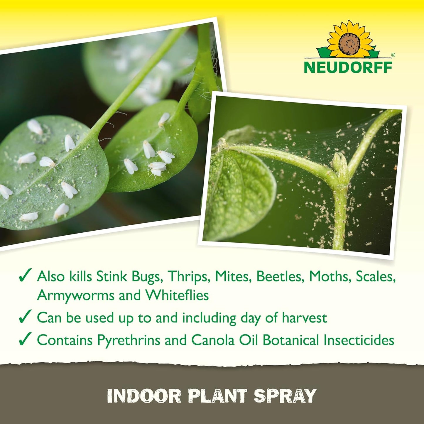 Indoor Plant Spray for House Plants & Greenhouse, Kills Spider Mites, and Scale and 100+ Listed Insects on Contact for Organic Gardening, Contact Insecticide, Ovicide (32 oz)
