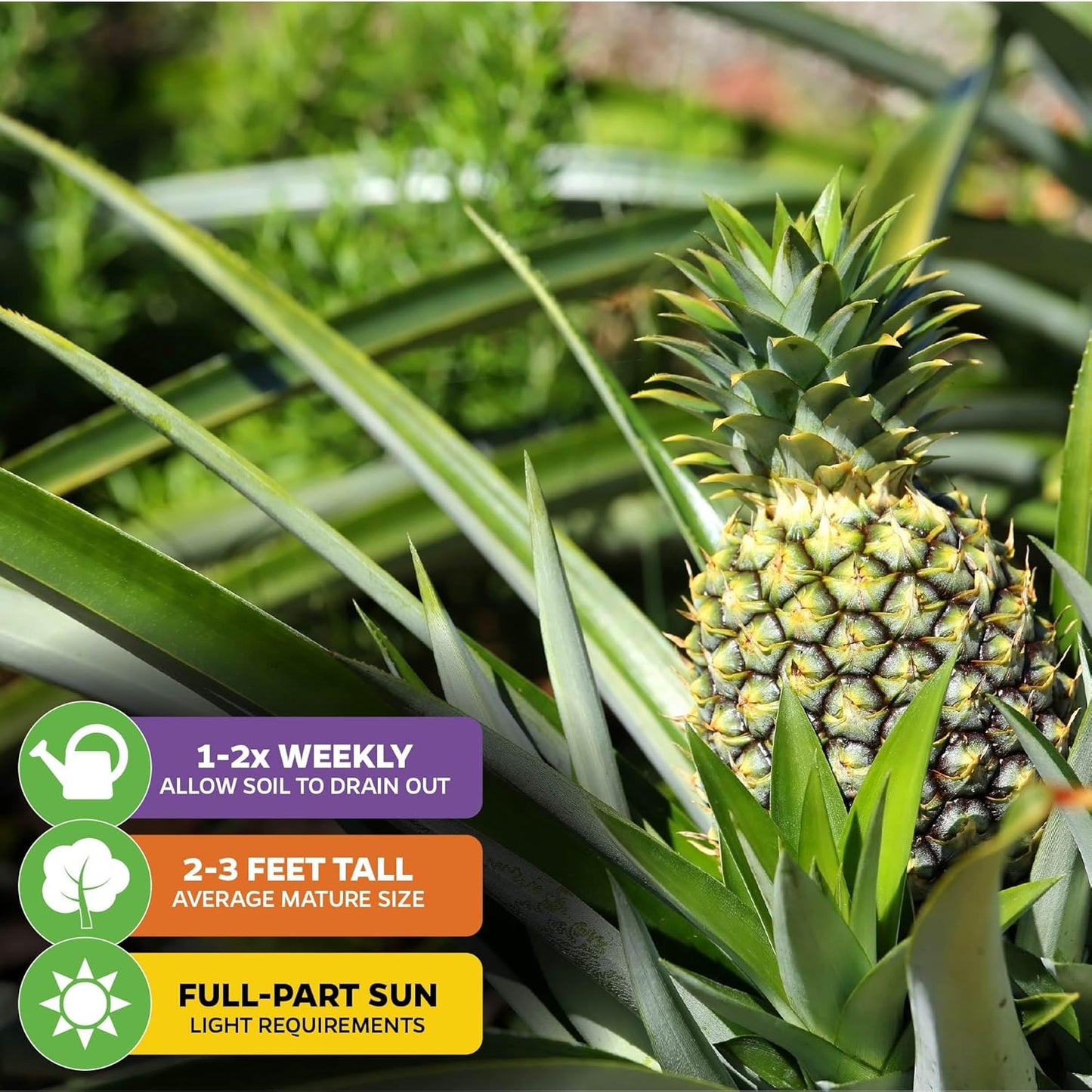 Elite Gold Pineapple Live Plant - Ananas Comosus - Wellspring Gardens Starter Plant - Ideal Pineapple Plant Live Easy to Grow Starter Plant Great for Outdoor and Patio Planting Growth Potential