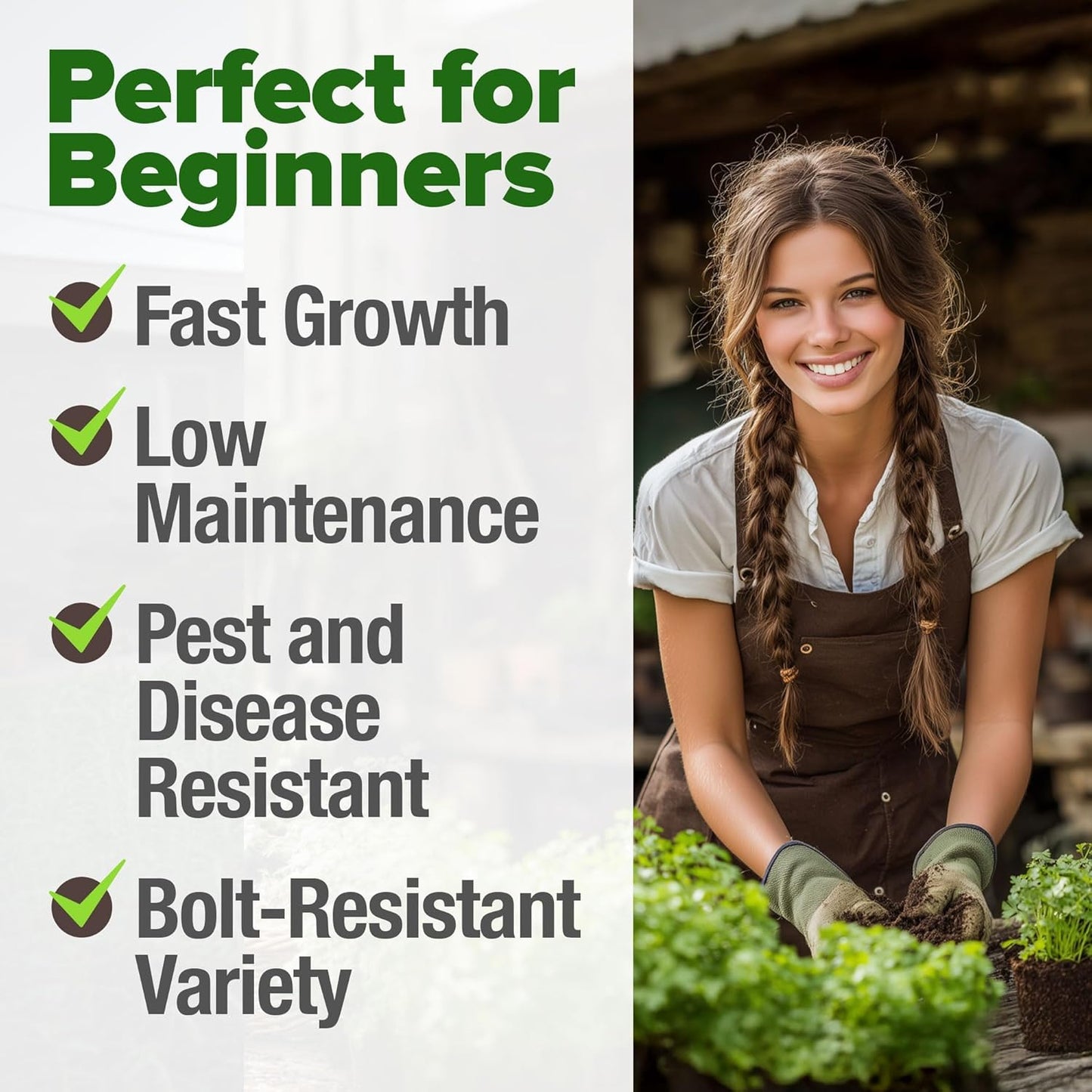 HOME GROWN 𝗨𝗦𝗔 𝗣𝗥𝗘𝗠𝗜𝗨𝗠 500+ Cilantro Seeds for Planting Indoors or Outdoors - Heirloom 𝗡𝗢𝗡-𝗚𝗠𝗢 Coriander Seeds, Grow Your Own Cilantro Plant - Culinary Herb Seeds for Your Herb Garden