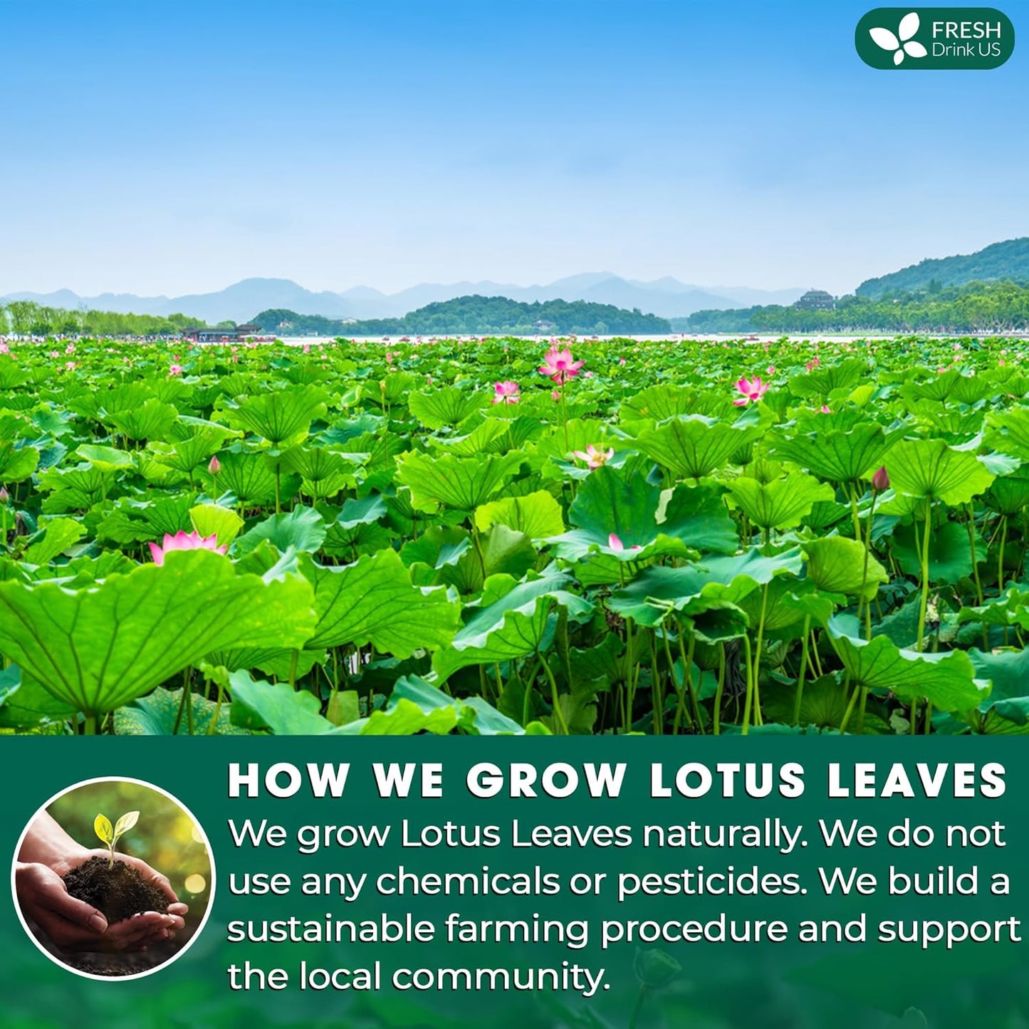 FreshDrinkUS, Premium 75 Lotus Leaf Tea Bags, 100% Natural & Pure from Lotus Leaves. Loose Leaf Lotus Herbal Tea. Made with Eco-Conscious Tea Bags. No Sugar, No Caffeine, No Gluten, Vegan.