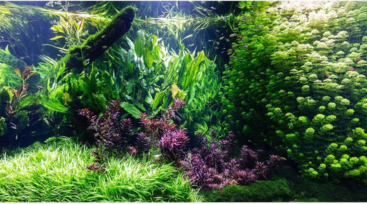 Aquarium Background Various Underwater Grass Plants Aquarium Backdrop Vivid and Fresh Green Aquatic Plants Stone River Bed and Dead Wood Tank Background Vinyl 72x18in