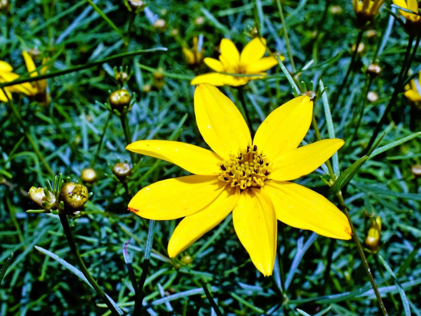 Greenwood Nursery: Live Perennial Plants - Moonbeam Tickseed + Coreopsis Verticillata - [Qty: 3X Pint Pots] - (Click for Other Available Plants/Quantities)