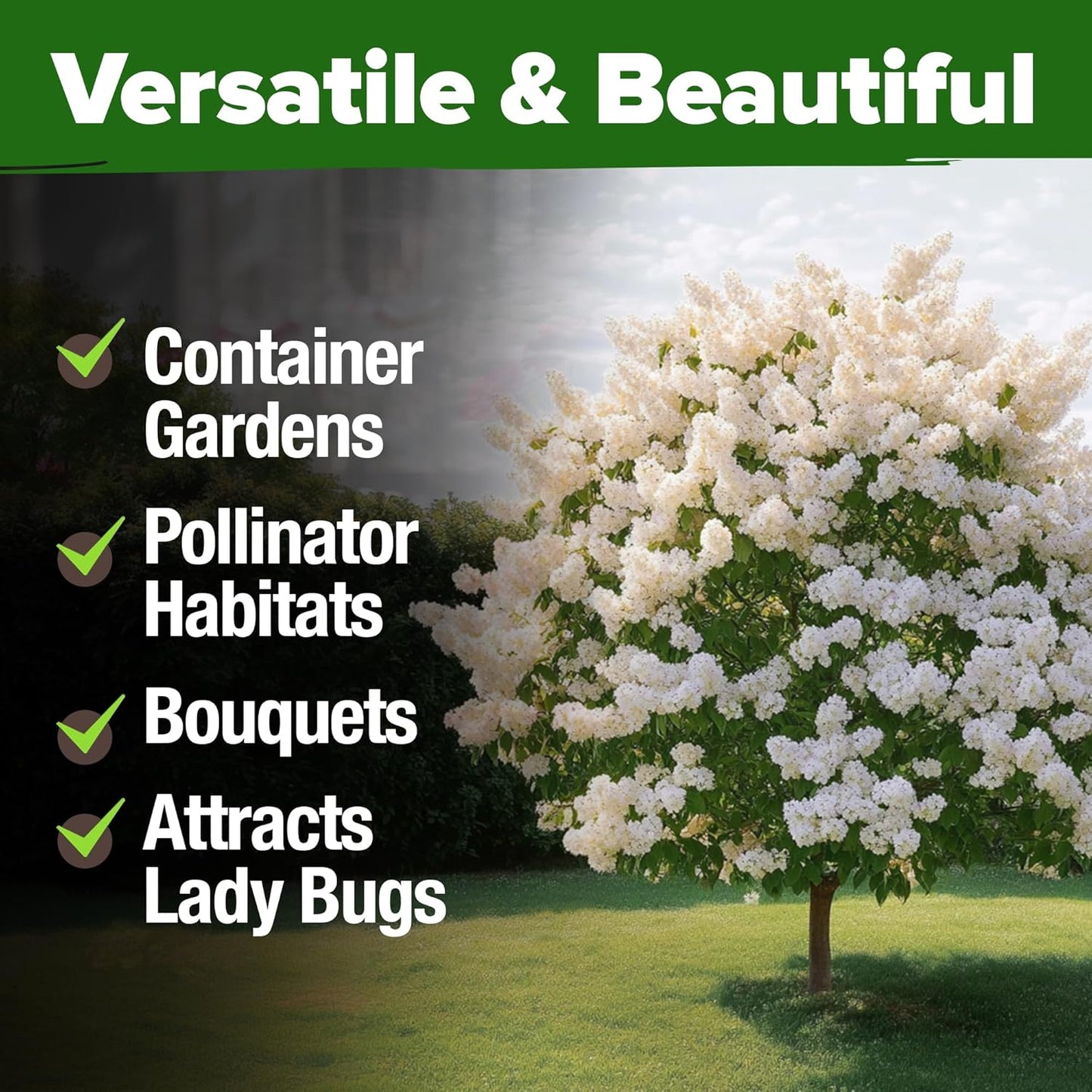 HOME GROWN 𝗨𝗦𝗔 53 White Lilac Flower Seeds Non-GMO, Heirloom Tree Seeds for Planting, Fragrant Flowering Tree Seeds for Landscaping, Pollinator Gardens, and Ornamental Borders (Syringa reticulata)