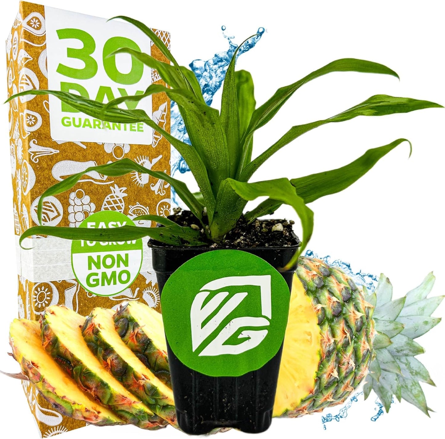 Florida Special Pineapple Live Plant - Ananas Comosus - Wellspring Gardens Starter Plant - Ideal Pineapple Plant Live Easy to Grow Starter Plant Great for Outdoor and Patio Planting Growth Potential