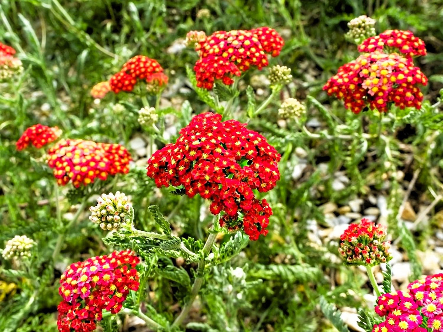 Greenwood Nursery: Live Perennial Plants - Achillea New Vintage Red Yarrow - [Qty: 10x Pint Pots] - (Click for Other Available Plants/Quantities)