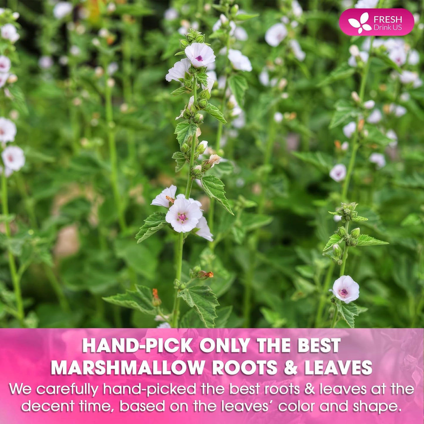 FreshDrinkUS, Premium 75 Marshmallow Root and Leaf Tea Bags, 100% Natural & Pure. Loose Leaf Marshmallow Herbal Tea. Made with Eco-Conscious Tea Bags. No Sugar, No Caffeine, No Gluten, Vegan.