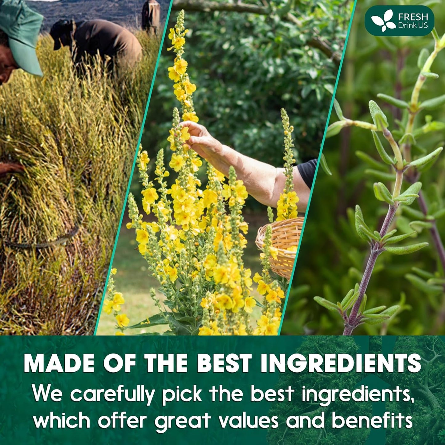 FreshDrinkUS, StrongerLungs 75 Tea Bags - Mullein Leaf, Ginseng, Elderberry, Ginger & Thyme - Supports Lung Cleanse, Congestion Relief & Mucus Detox - Caffeine-Free & All-Natural