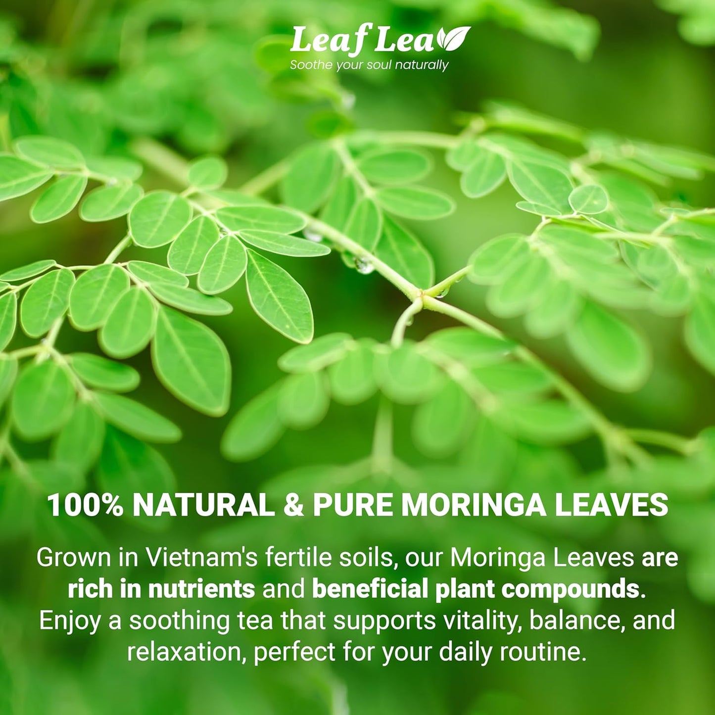LeafLea 40 Moringa Tea Bags, 100% Natural and Pure Moringa Leaf Herbal Tea, Supports Digestion and Immune Health, Caffeine-Free, Sugar-Free, Vegan