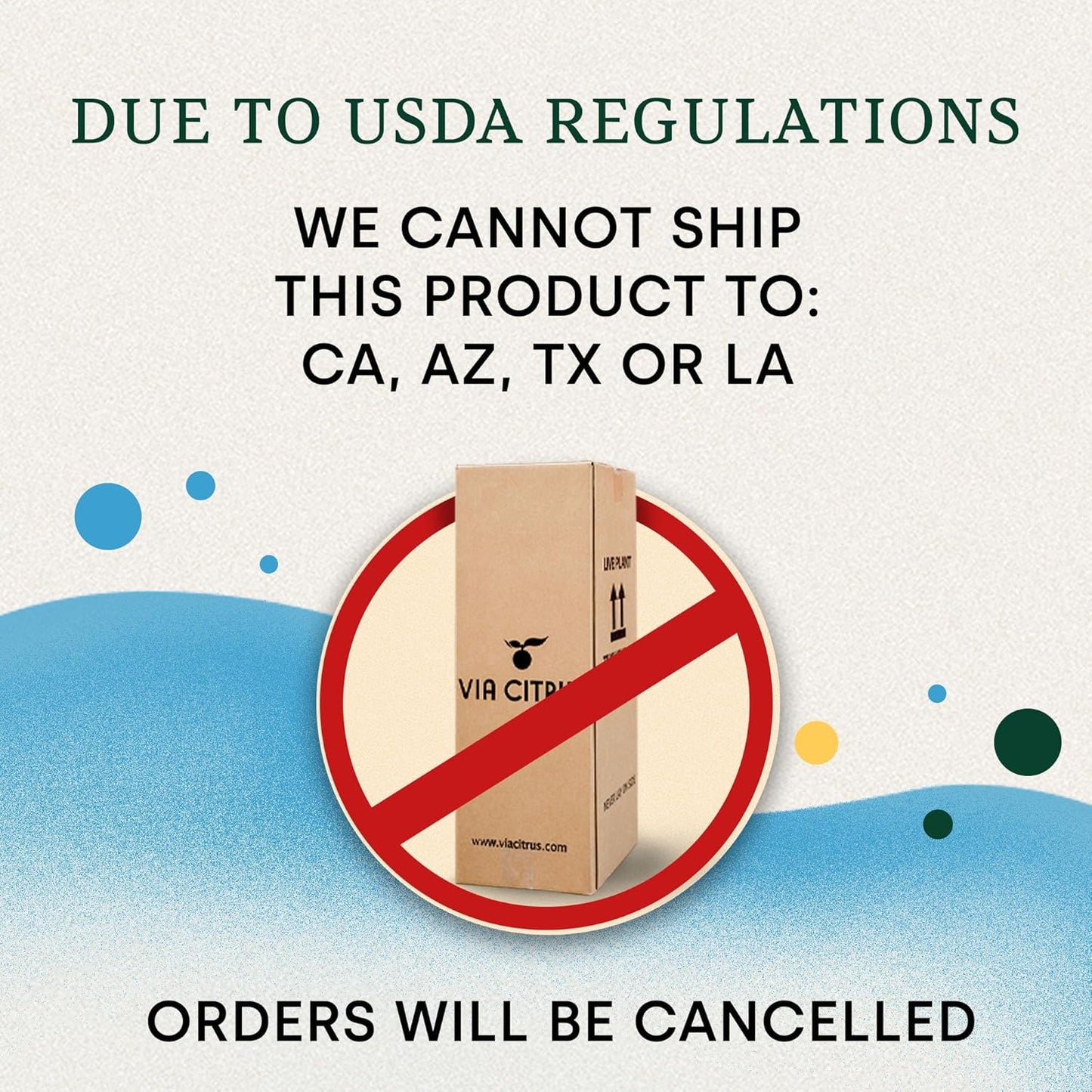 Grafted Kumquat Live Plants Outdoor Plant - Sweet Kumquat Tree, Fruiting Tree Cannot Ship: CA, AZ, TX, LA, Patio Fruit Trees, Indoor Fruit Trees Live Plants, Kumquats Plant by Via Citrus