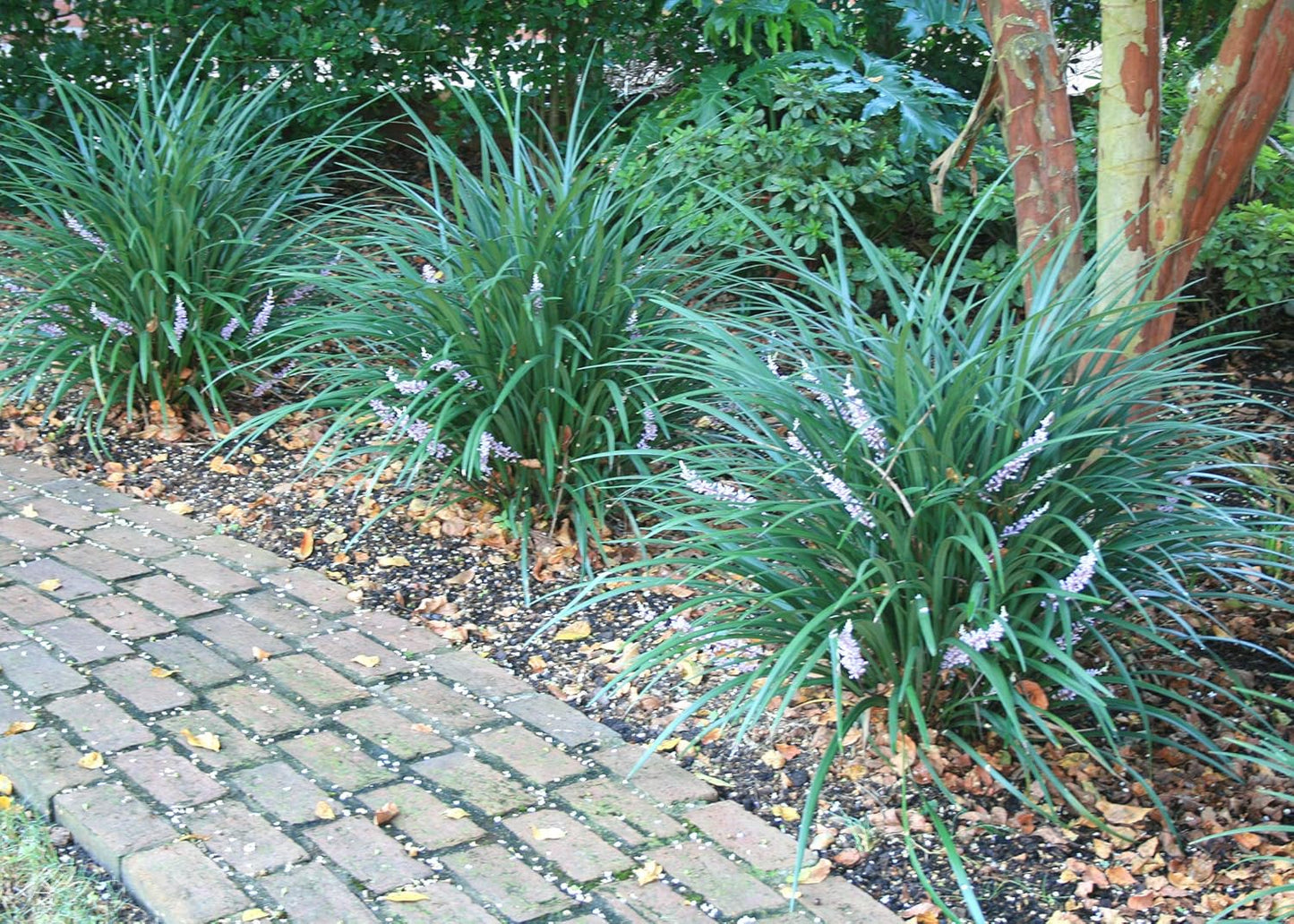 Evergreen Giant Liriope Muscari - 3 Live Plants - Drought Tolerant Low Maintenance Evergreen Groundcover Grass