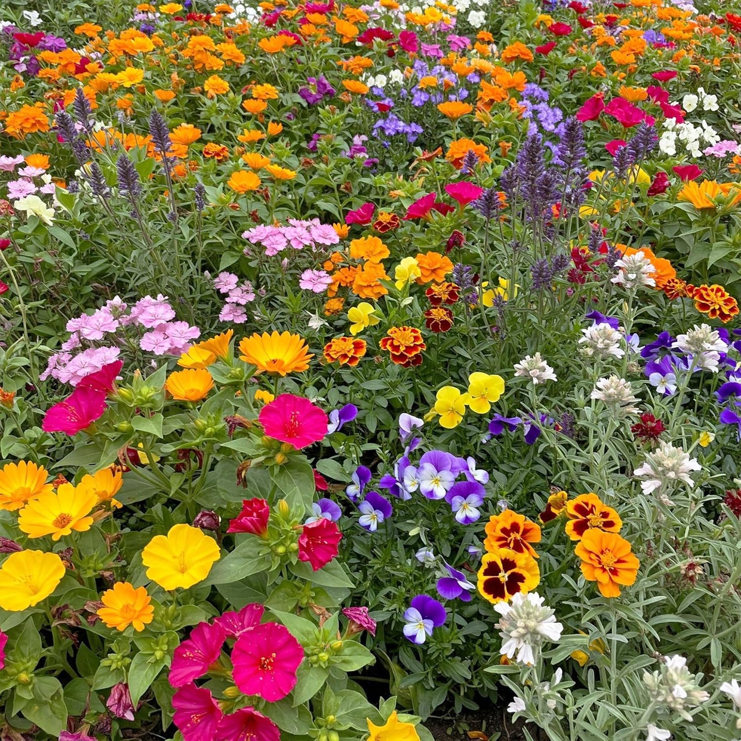 Ferry-Morse Fragrant Mix Bulk Flower Seeds, 1lb