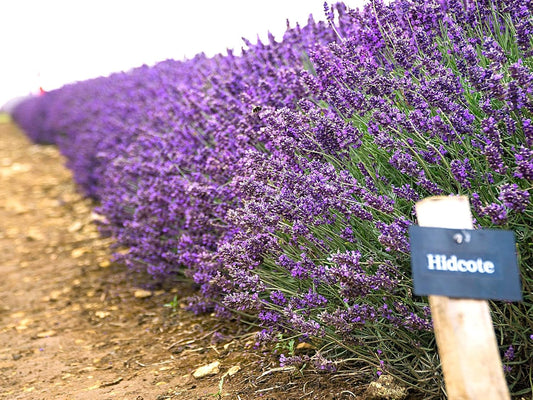 Greenwood Nursery: Live Perennial Plants - Hidcote Blue Lavender + Lavandula Angustifolia - [Qty: 5X Pint Pots] - (Click for Other Available Plants/Quantities)