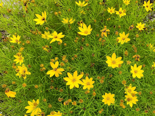 Greenwood Nursery: Live Perennial Plants - Moonbeam Tickseed + Coreopsis Verticillata - [Qty: 5X Pint Pots] - (Click for Other Available Plants/Quantities)