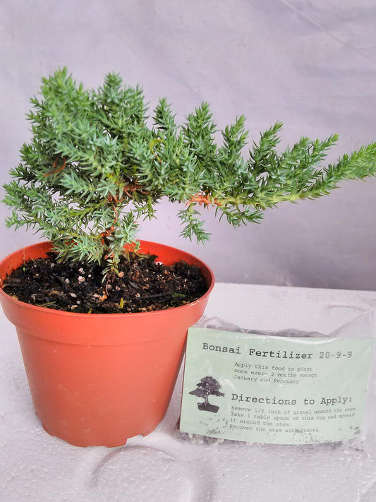 Japanese Juniper Bonsai Starter Tree - 4" pot - Juniperus procumbens 'Nana'+Bonsai Fertilizer Slow Release By-jmbamboo