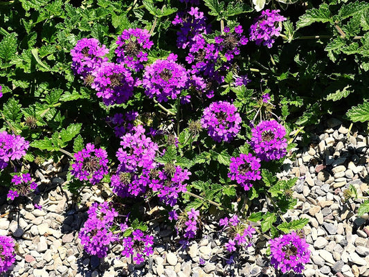Greenwood Nursery: Live Perennial Plants - 'Homestead Purple' + Verbena Canadensis - [Qty: 10x Pint Pots] - (Click for Other Available Plants/Quantities)