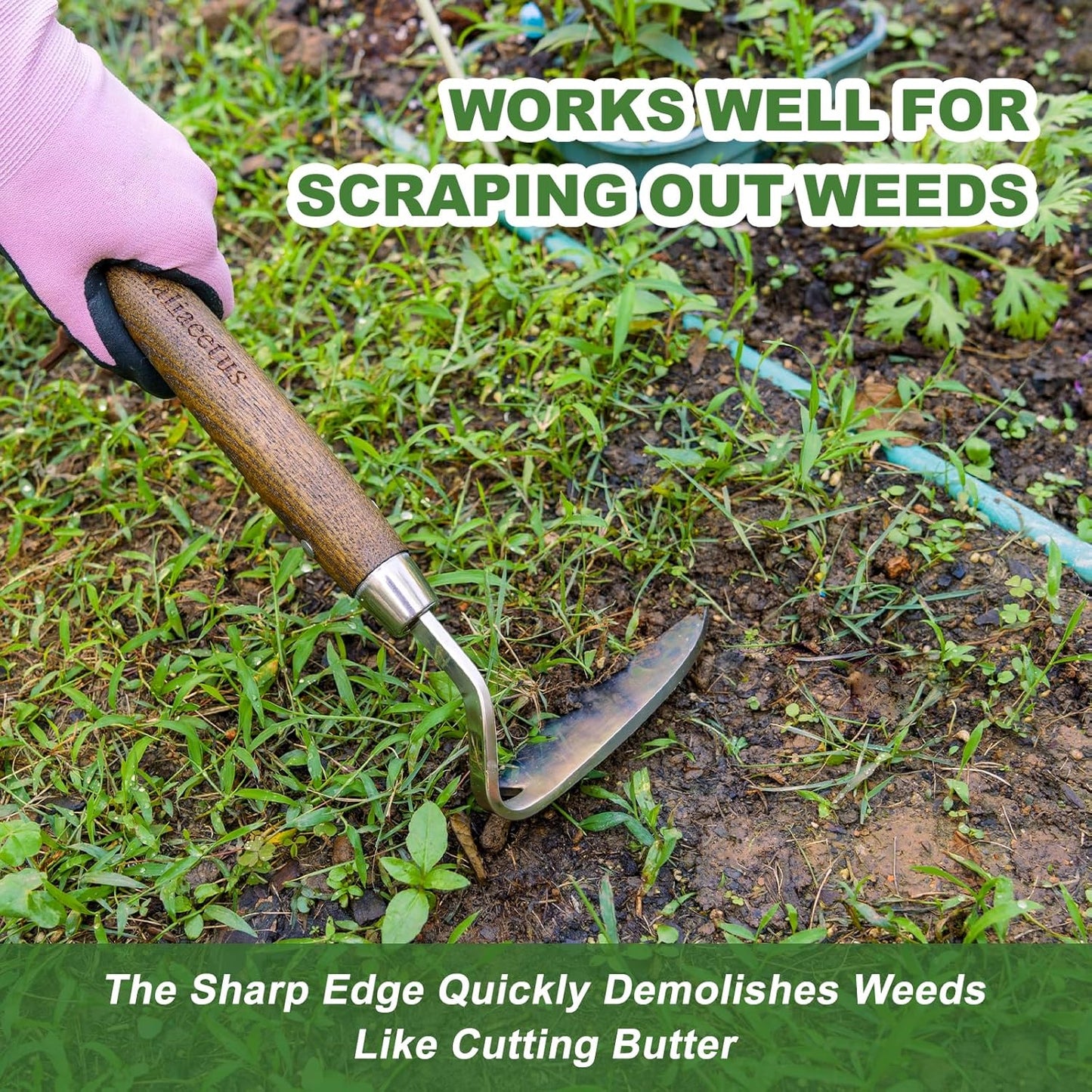 Haliaeetus Gardening Sickle Hoe, Japanese Bent Angle Weeding Sickle, Stainless Steel Weed Hoe Scraper, 13'' Gardening Hand Hoe with Ergonomic Wood Handle for Weeding, Loosening Soil and Cultivating