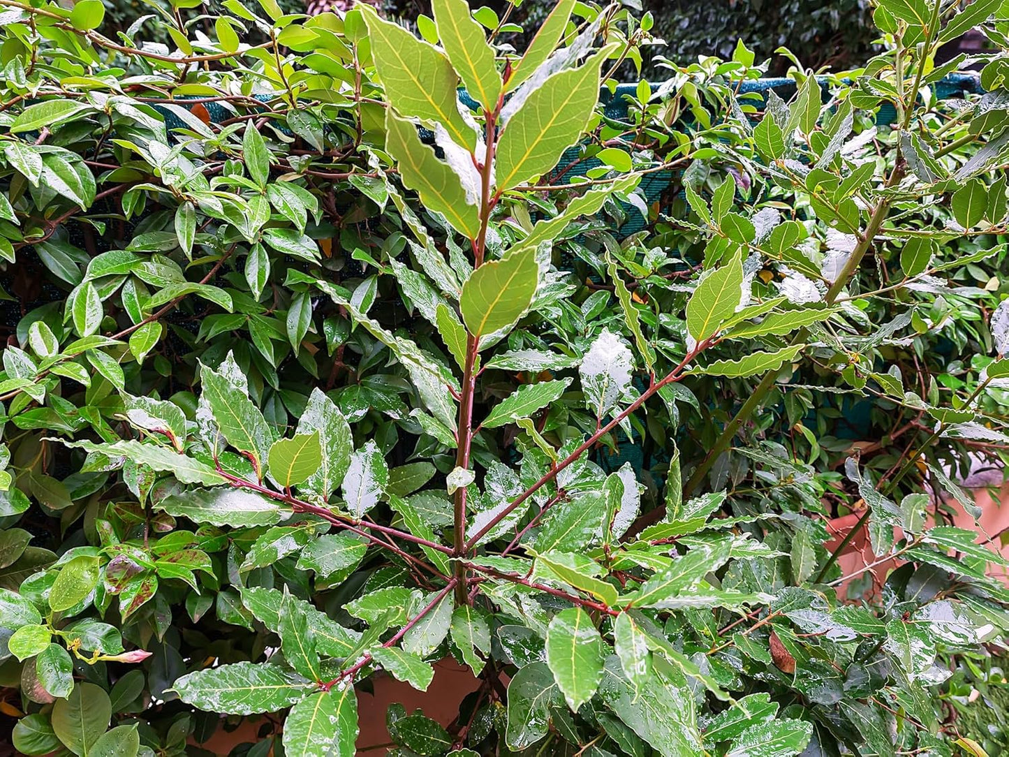 Greenwood Nursery: Live Perennial Plants - Bay Laurel Herb + Laurus Nobilis - [Qty: 5X 2.5 Pot] - (Click for Other Available Plants/Quantities)