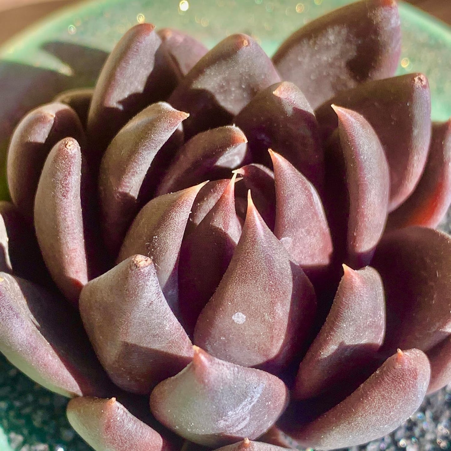 FWPP Live Succulents Plants Echeveria Affinis 2 inches,Rare Black Succulents Bare Root Without Pot Soil, Live Plants Indoor Office Decoration Wedding and Gift