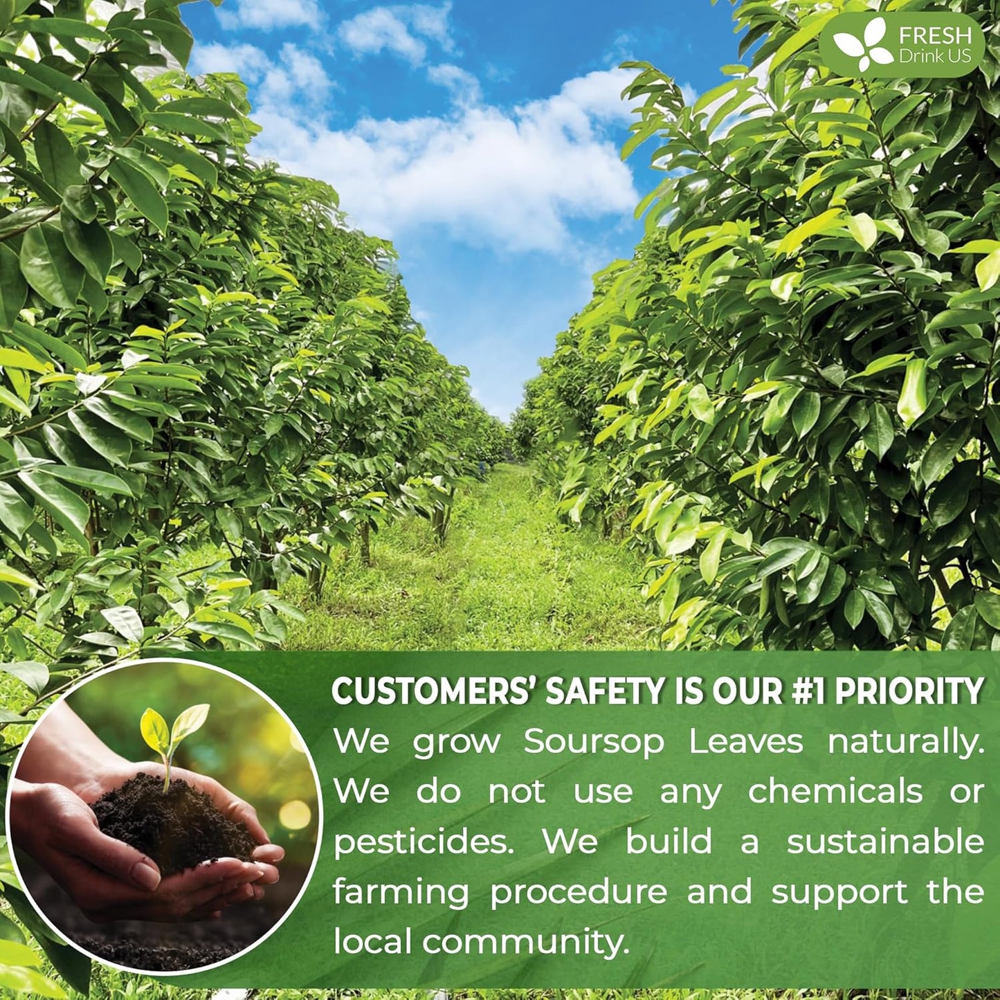 FreshDrinkUS, Premium 75 Soursop Graviola Leaf Tea Bags, 100% Natural and Pure from Soursop Leaves, Handmade, Made With Natural Materials-Corn Fiber Tea Bag, Sugar/ Caffeine/ Gluten Free, Hoja Guanabana Tea