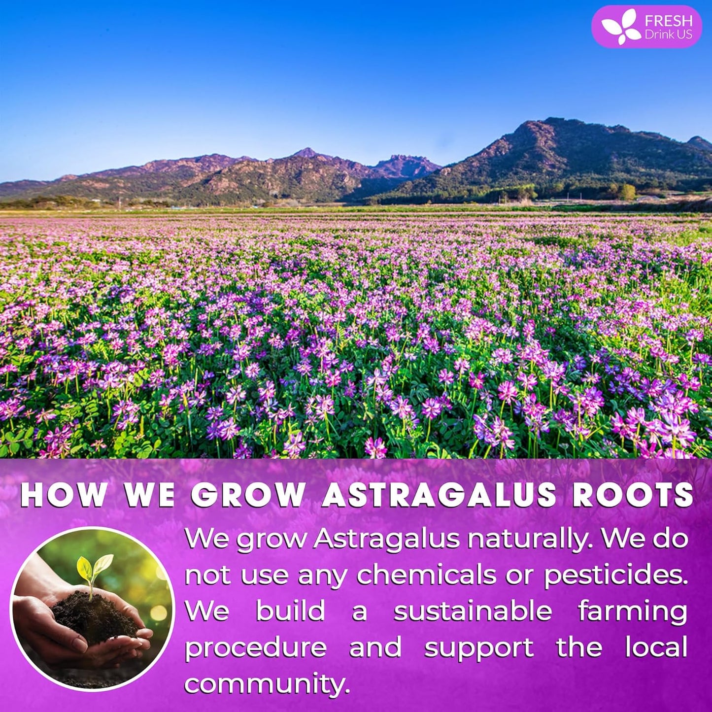 FreshDrinkUS, Premium 75 Astragalus Root Tea Bags, 100% Natural & Pure from Astragalus Root. Astragalus Root Herbal Tea. Made with Natural Material Tea Bags. No Sugar, No Caffeine, No Gluten, Vegan.