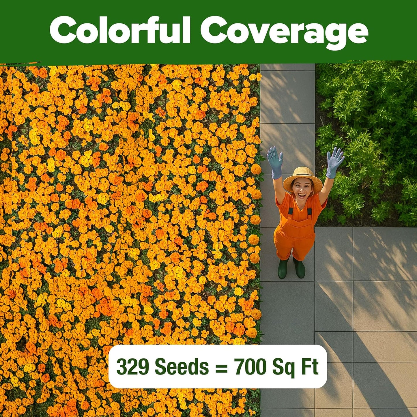 HOME GROWN 𝗨𝗦𝗔 𝗣𝗥𝗘𝗠𝗜𝗨𝗠 Petite French Marigold Seeds 329+ Flower Seeds for Planting Outdoors Easy to Grow Companion Plant & Quick Blooming Pollinator Heirloom Wildflower Seed (Tagetes patula)