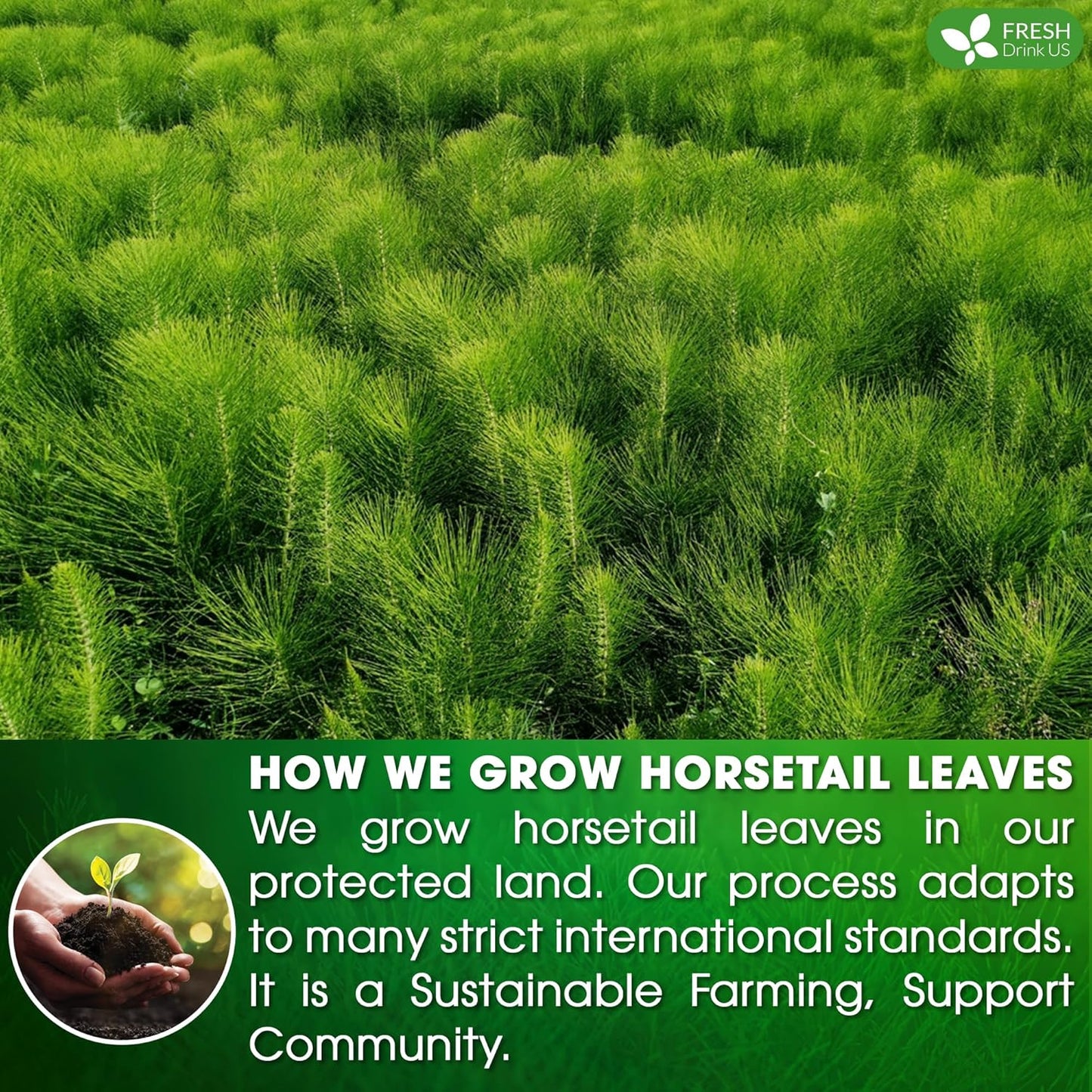 FreshDrinkUS, Premium 15 Horsetail Leaf Tea Bags, 100% Natural & Pure from Horsetail Loose Leaves Herbal Tea. Made with Natural Material Tea Bags. No Sugar, No Caffeine, No Gluten, Vegan.