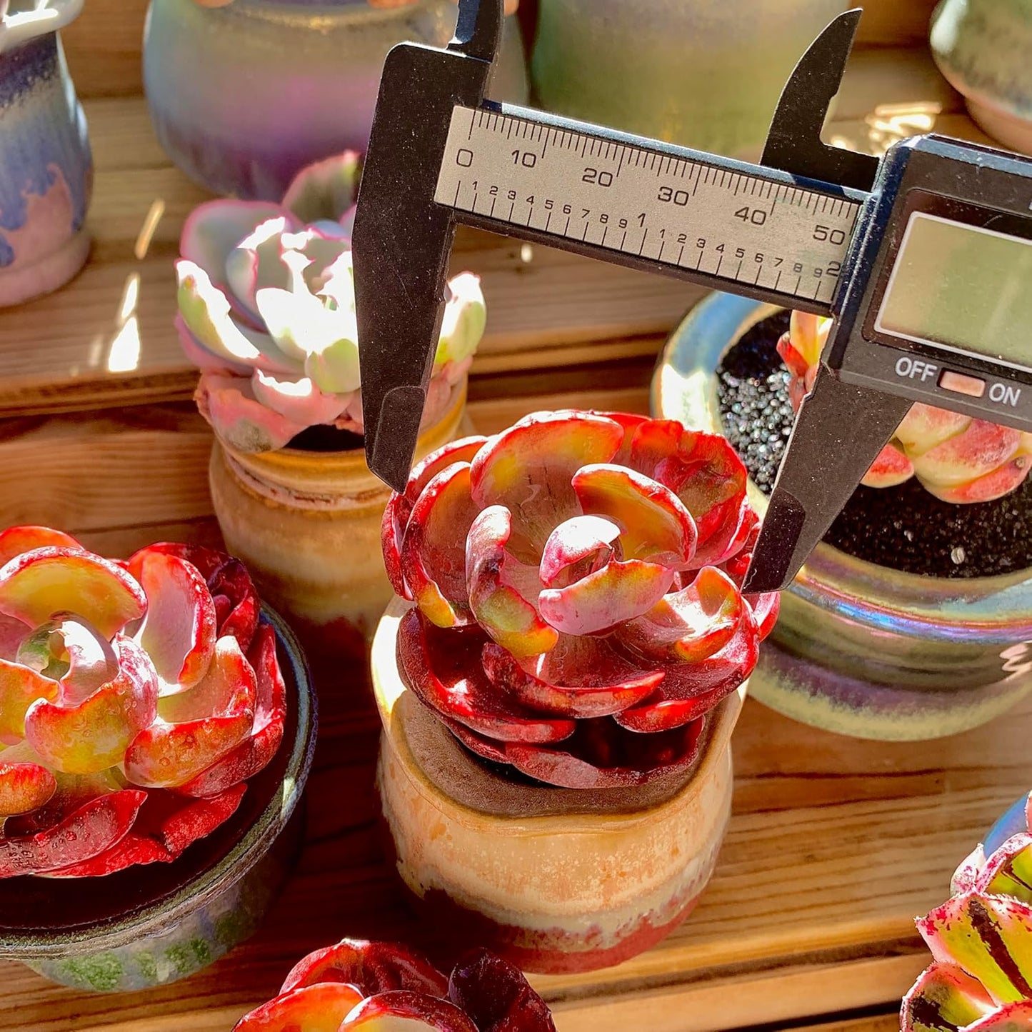 FWPP Cotyledon orbiculata ‘Variegated Heart of Moon’Live Succulent Plant in 2 Inch Pot, Red-Edged Variegated Leaves, Fully Rooted Easy Care Houseplant, Great Gift for Plant Lovers & Indoor Decor