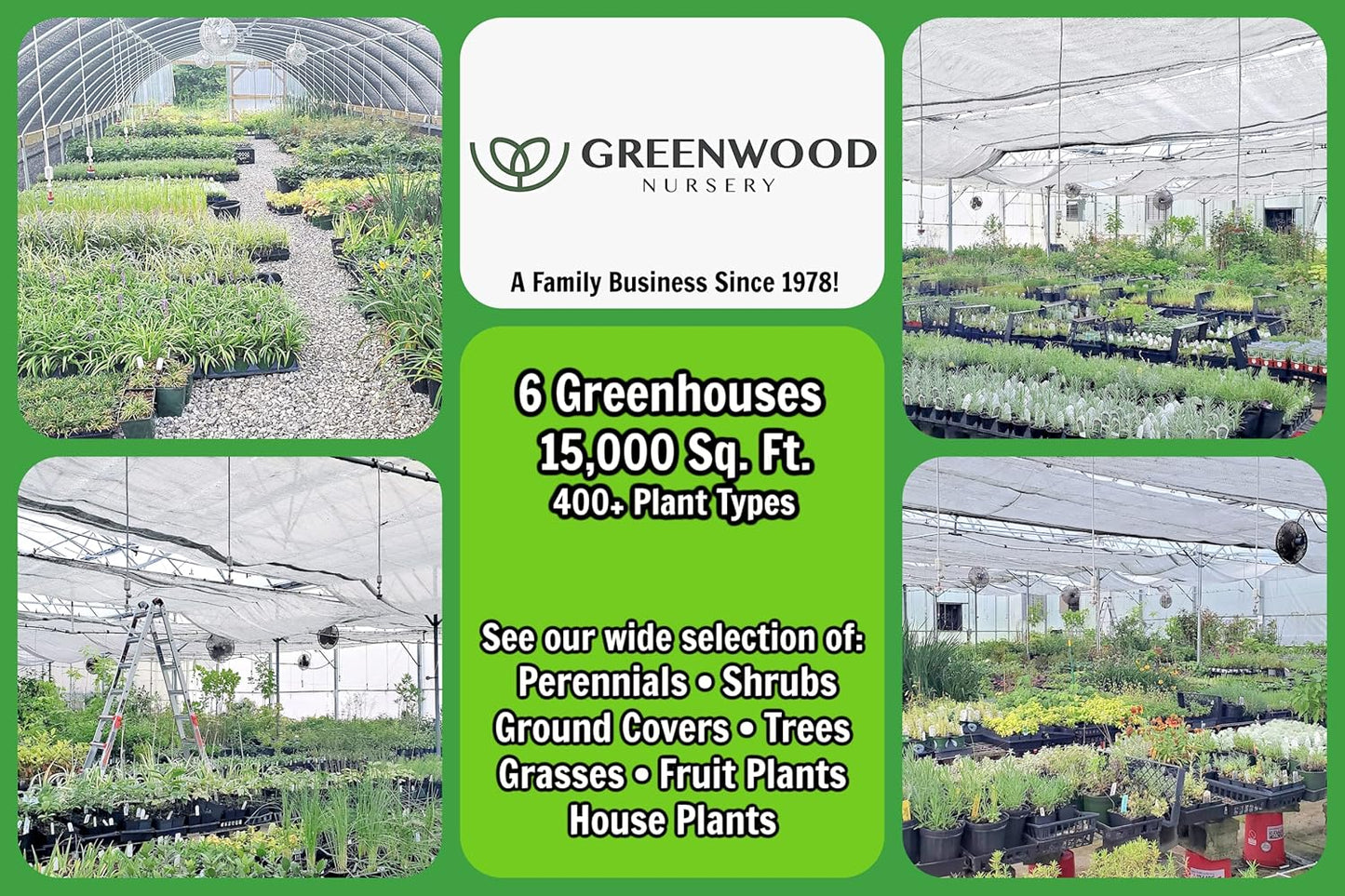 Greenwood Nursery: Live Perennial Plants - Black-Eyed Susan + Rudbeckia Fulgida 'Goldsturm' - [Qty: 5X Pint Pots] - (Click for Other Available Plants/Quantities)