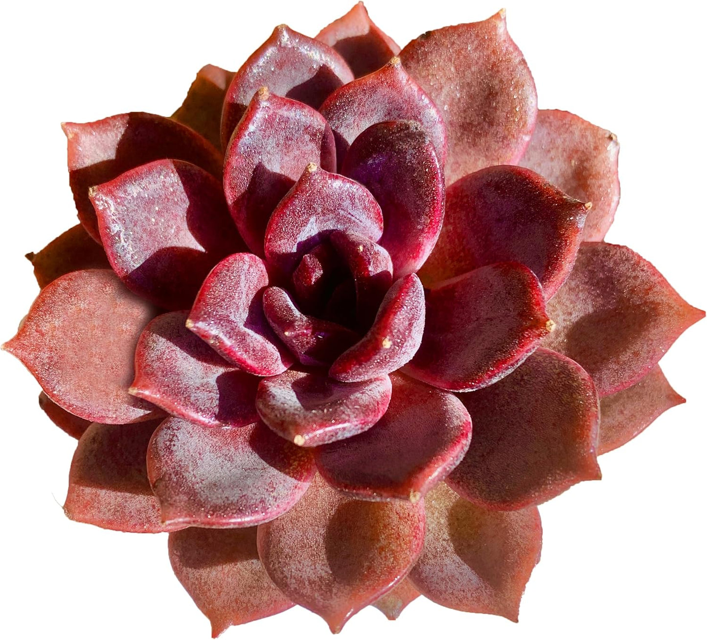 FWPP Live Succulents Plants Echeveria Black Mamba 3 inches,Rare Black Red Succulents Bare Root Without Pot Soil, Live Plants Indoor Office Decoration Wedding and Gift