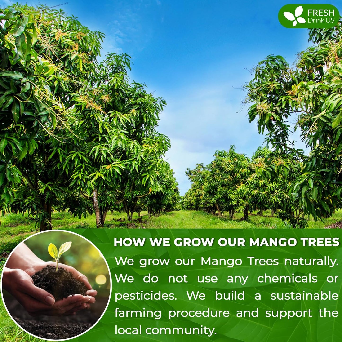 FreshDrinkUS, Premium 100 Mango Leaf Tea Bags, 100% Natural& Pure from Mango Leaves. Loose Leaf Mango Herbal Tea. Mango Leaf Tea. No Sugar, No Caffeine, No Gluten, Vegan.