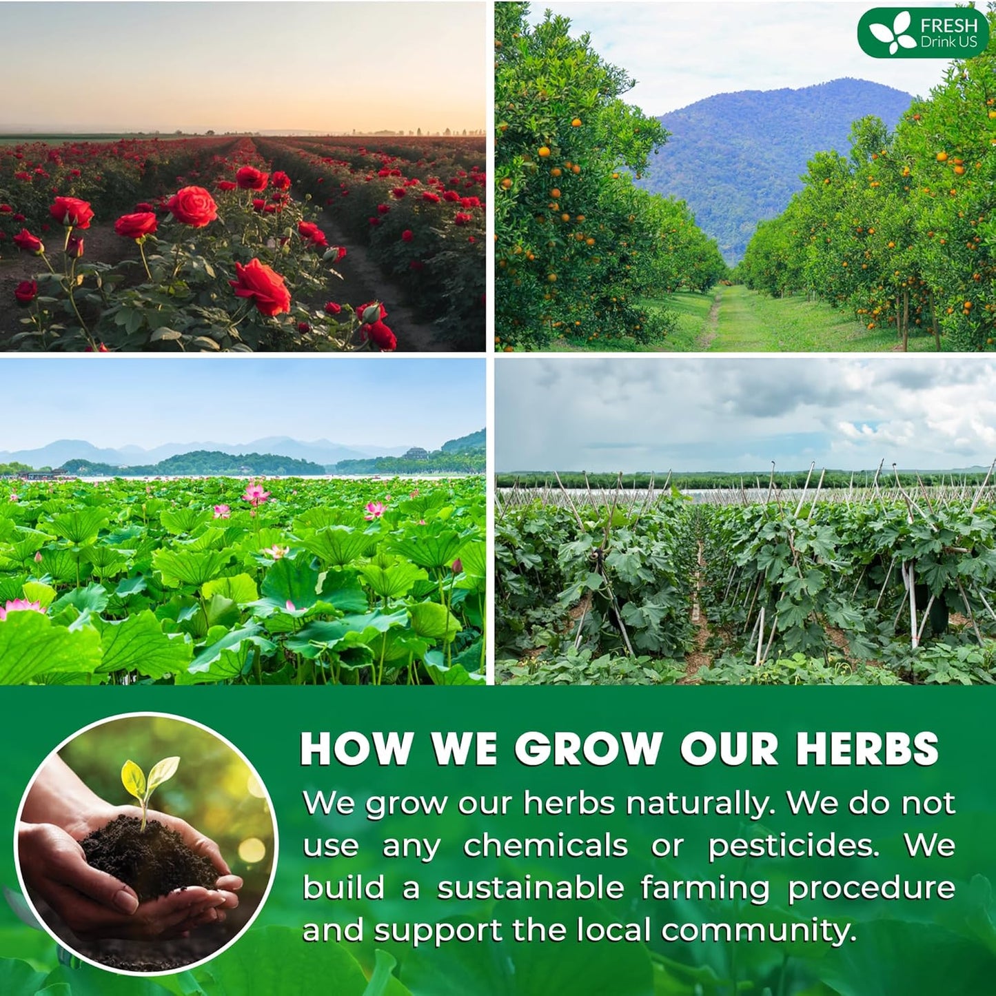 FRESHDRINKUS, 15 Packs of Oil Reducing Tea, Oil Cleansing for Liver, 10 Herbal Ingredients, Traditional Recipe Tea for Liver, 100% Natural, Easy Brewing, Steep Repeatedly (15 Packs)