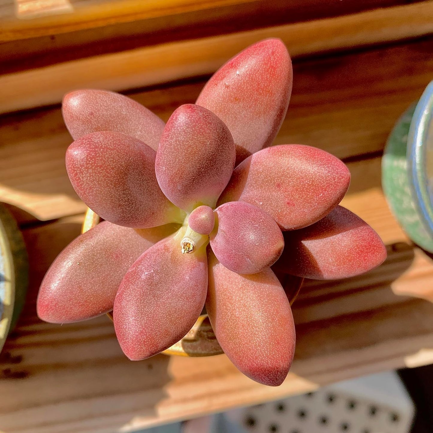 FWPP Live Succulents Plants Pachyveria Sugar Beauty 2 inches,Rare red Succulents Bare Root Without Pot Soil, Live Plants Indoor Office Decoration Wedding and Gift