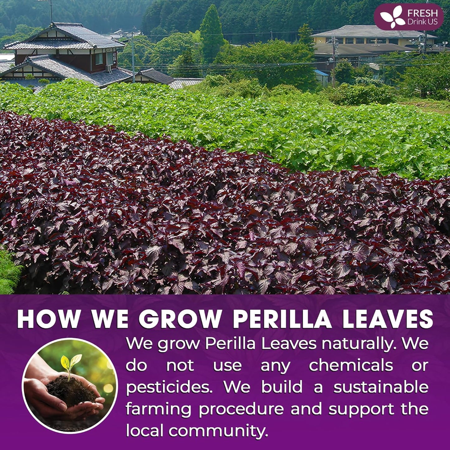 FreshDrinkUS, Premium Perilla Leaf Tea – 40 Tea Bags | 100% Pure Perilla Leaves | Caffeine-Free, Non-GMO, Natural Packaging | Herbal Tea Bags for Daily Enjoyment. Gluten-Free. Sugar-Free. Vegan