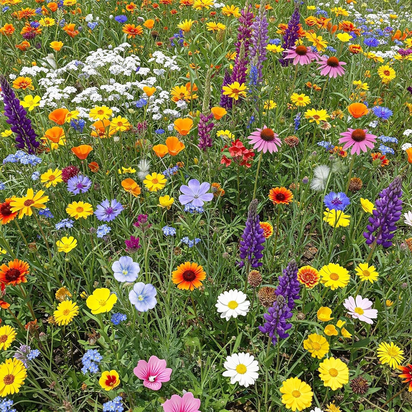 Ferry-Morse North American Mix Bulk Wildflower Seeds, 1lb